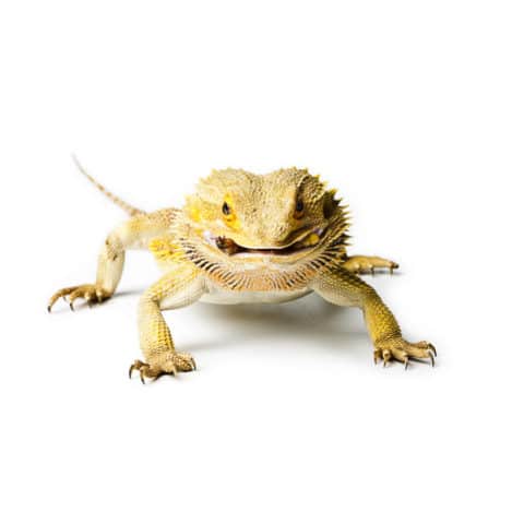 Bearded Dragon Fasting: How Long Is Safe Without Food?