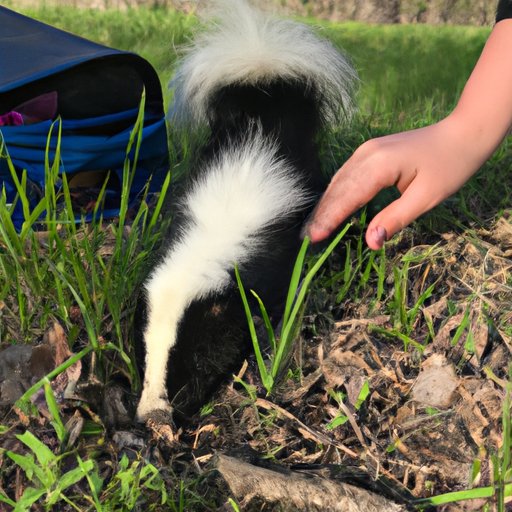 Skunk Spray Range: How Far Does Skunk Smell Travel?