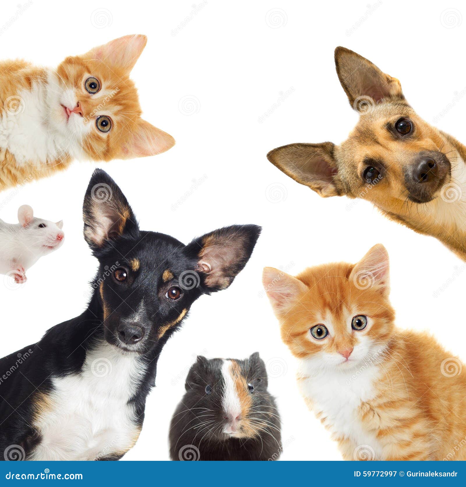A Complete Guide to Bringing Pets to Tractor Supply: Policies, Tips, and How to Visit Safely