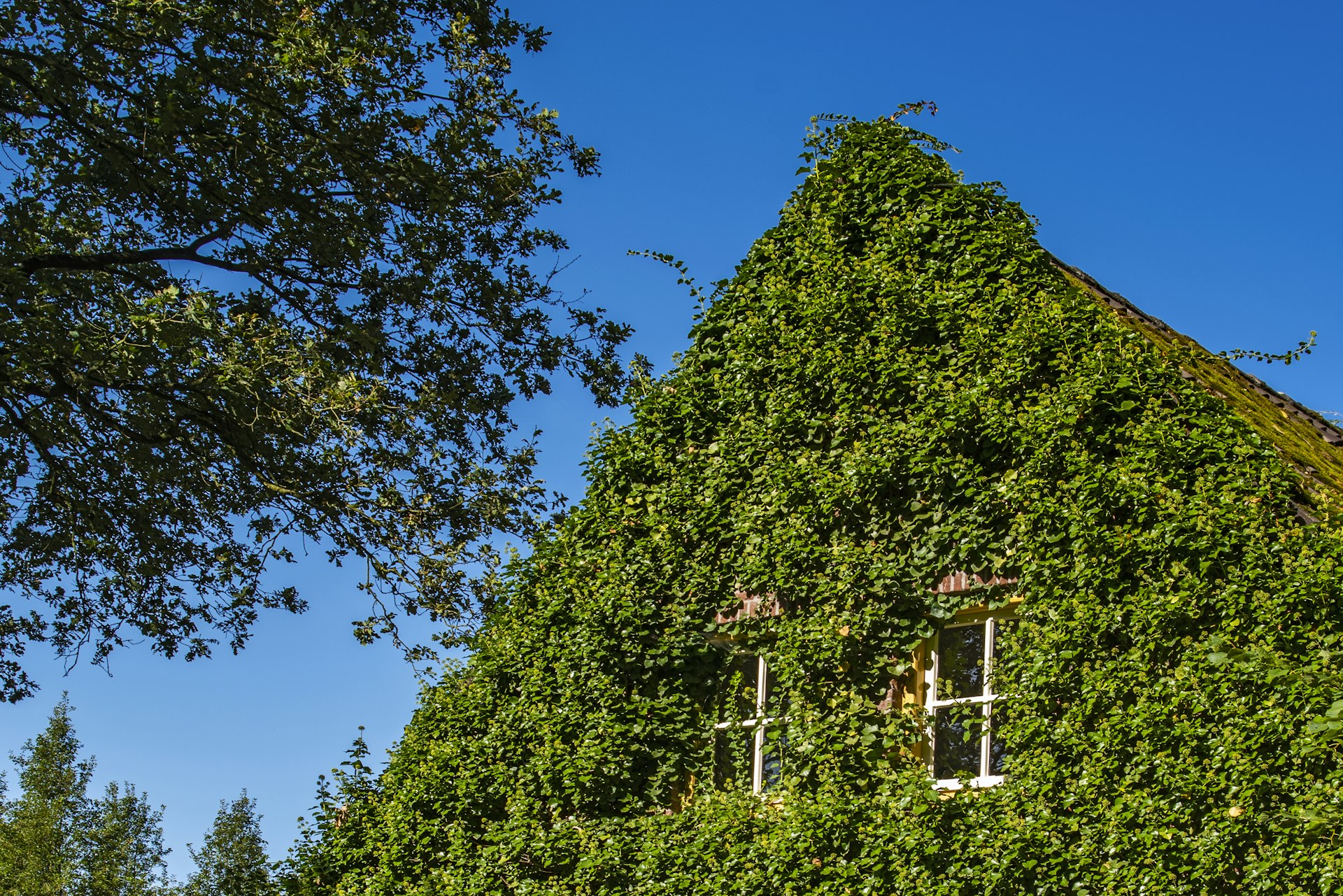 Increase Your Home Equity with Sustainable Landscaping: Value, Strategies, and Step-by-Step Guidance