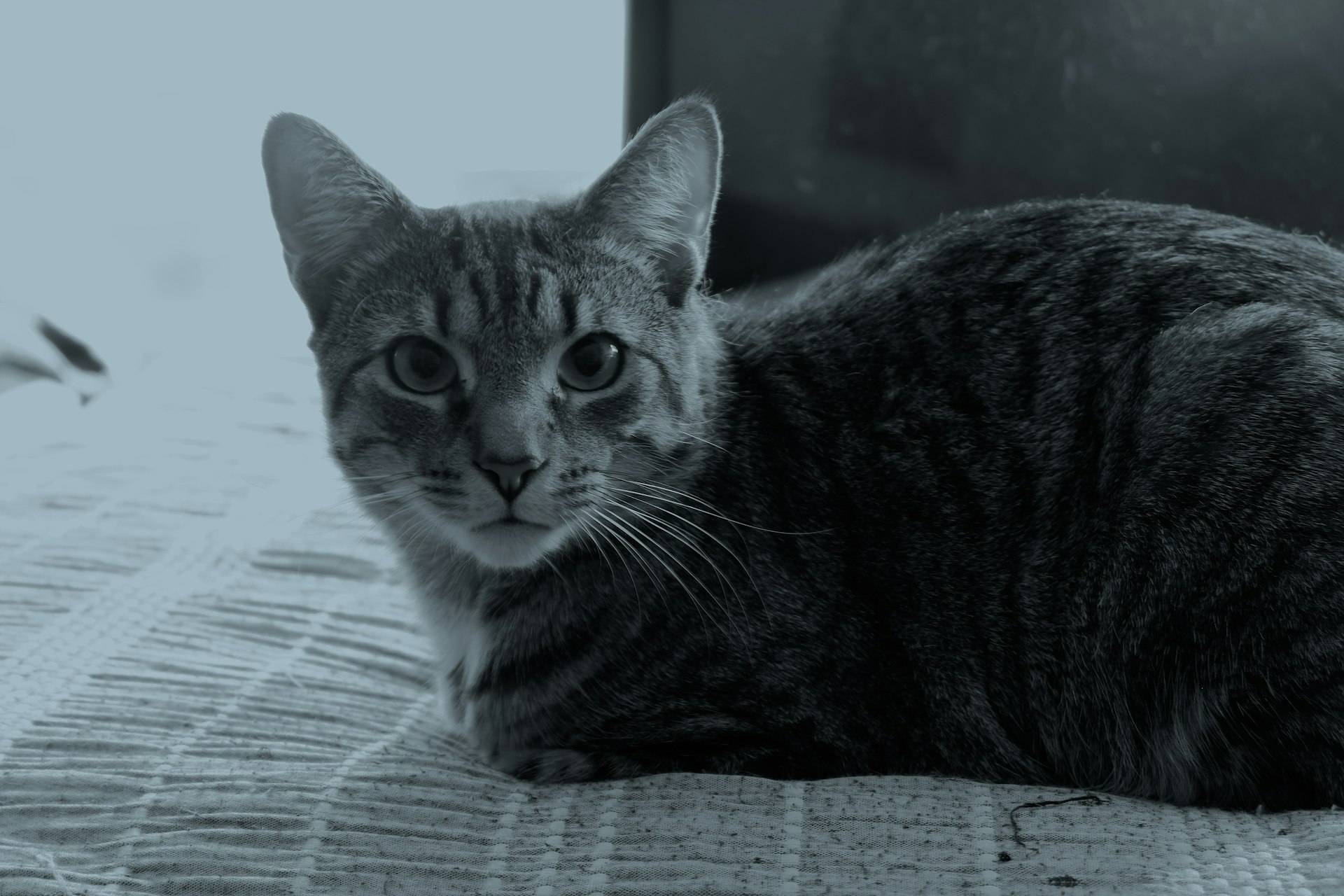 How Technology Is Transforming Pet Healthcare: Innovations, Opportunities, and Access