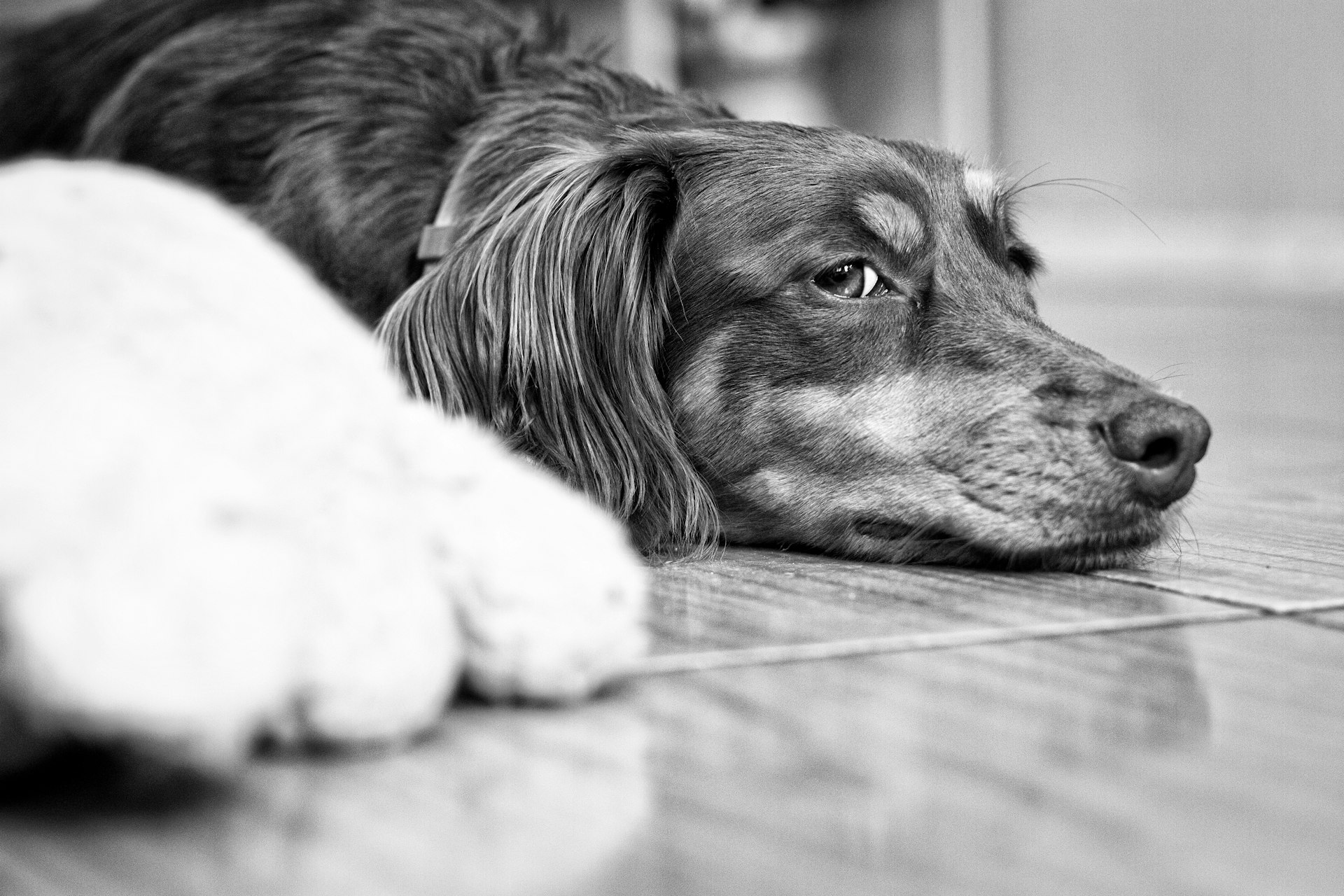 Comprehensive Strategies for Managing Separation Anxiety in Dogs