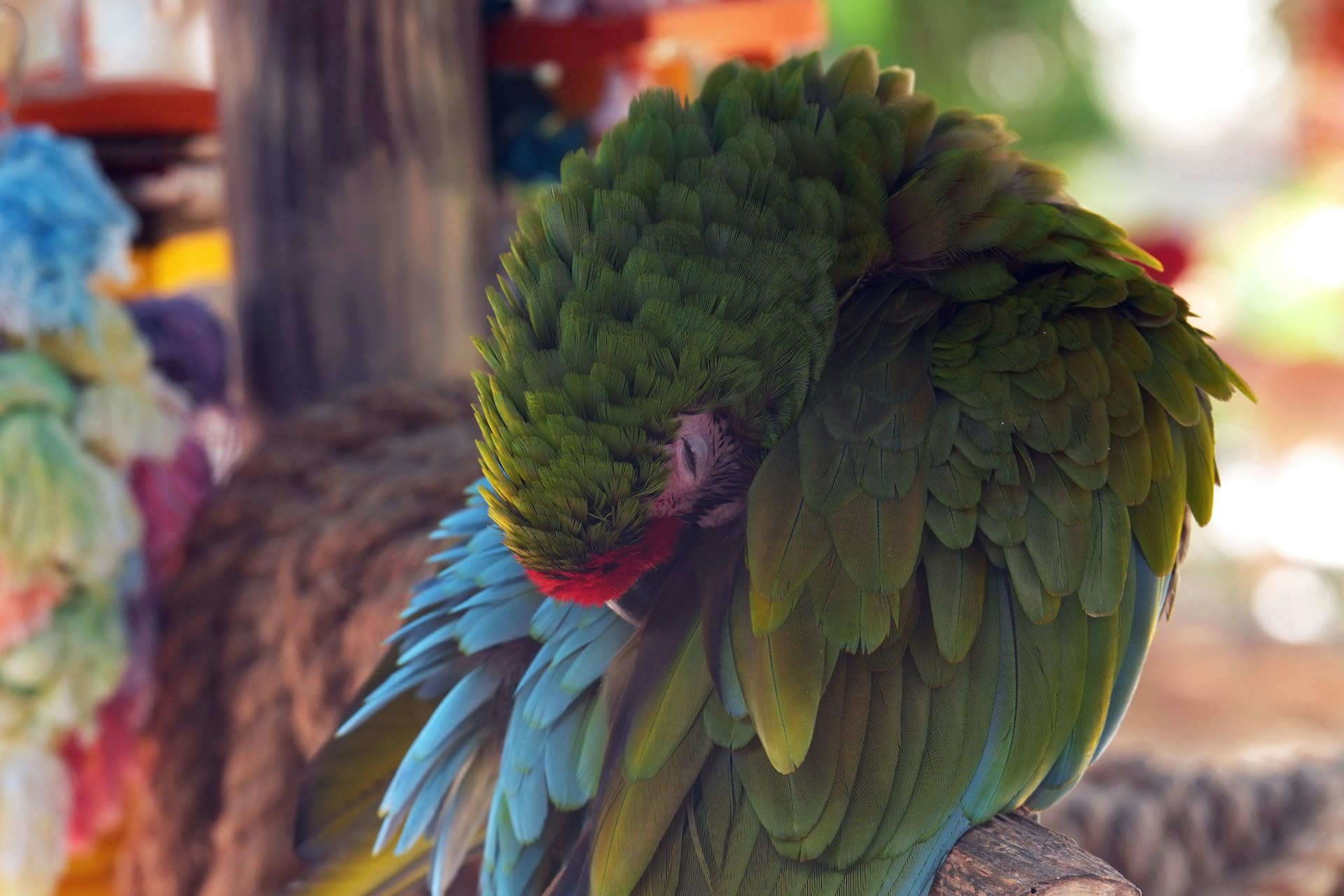 Unlocking Your Parrot's Potential: A Comprehensive Guide to the Best Enrichment Toys and Activities