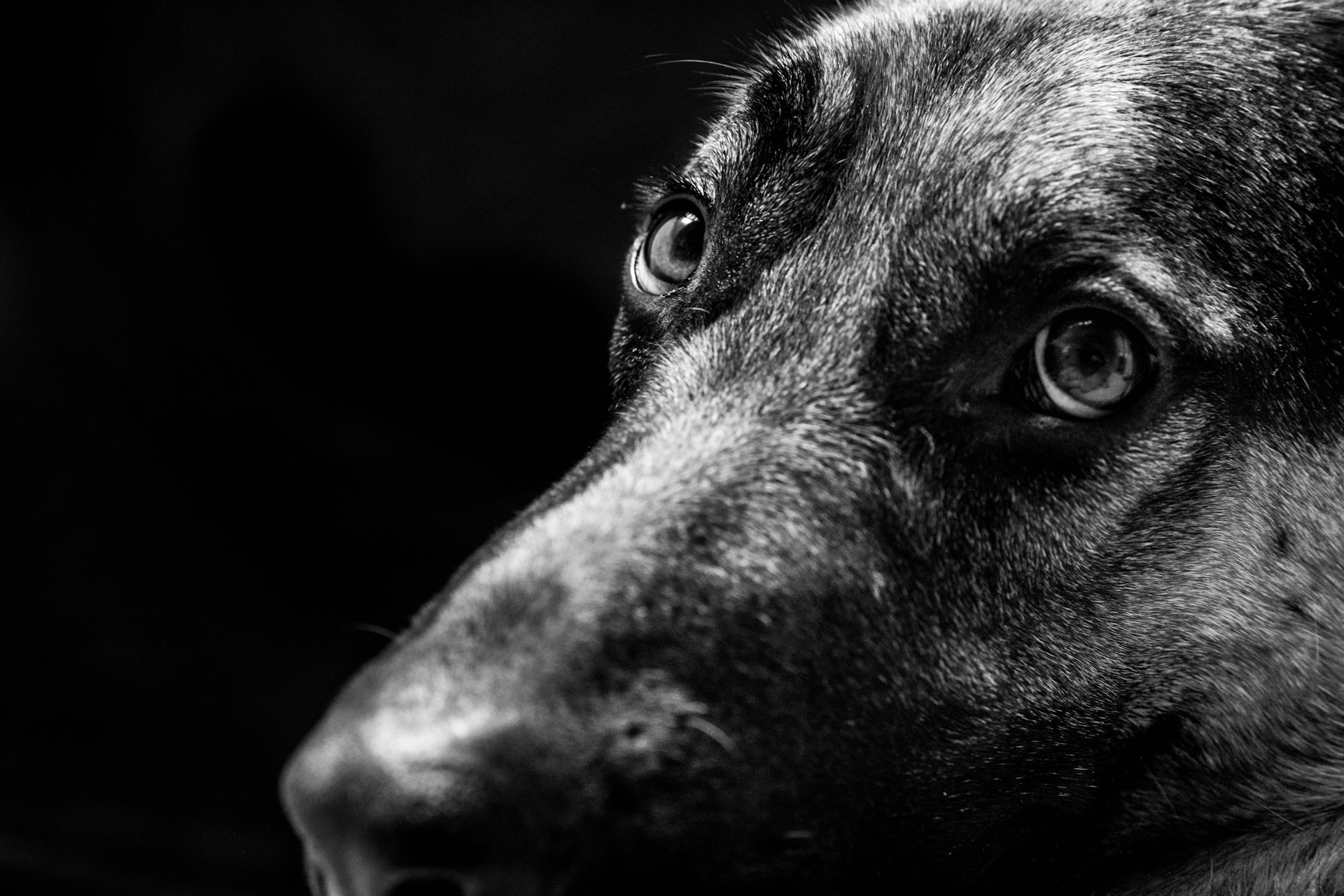 Understanding Canine Cognitive Dysfunction: Signs, Causes, and Management