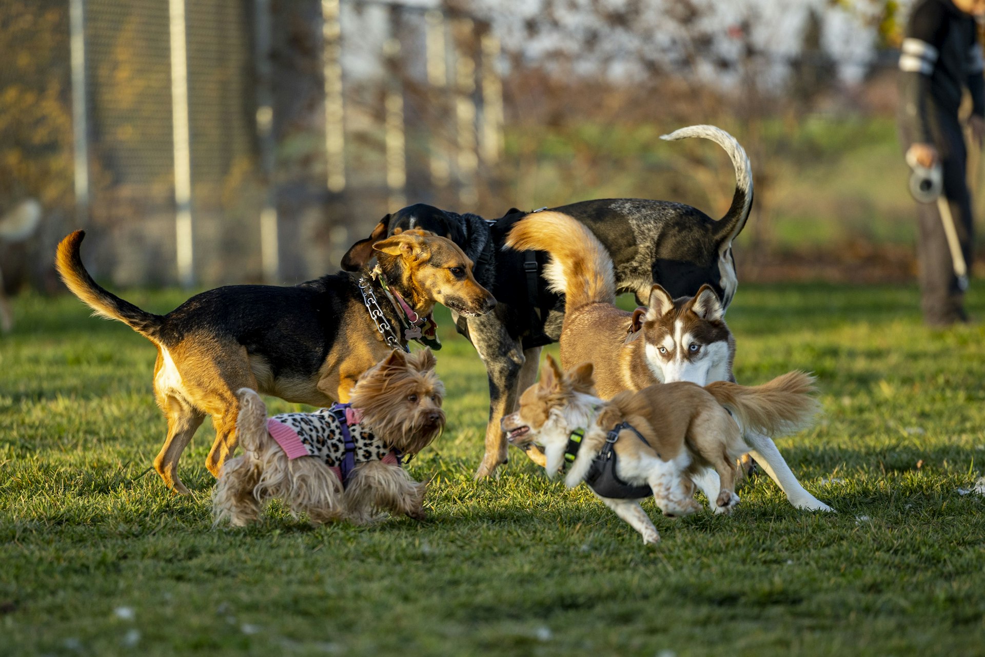 Unlocking the Benefits of Pet Socialization in Dog Parks and Communities