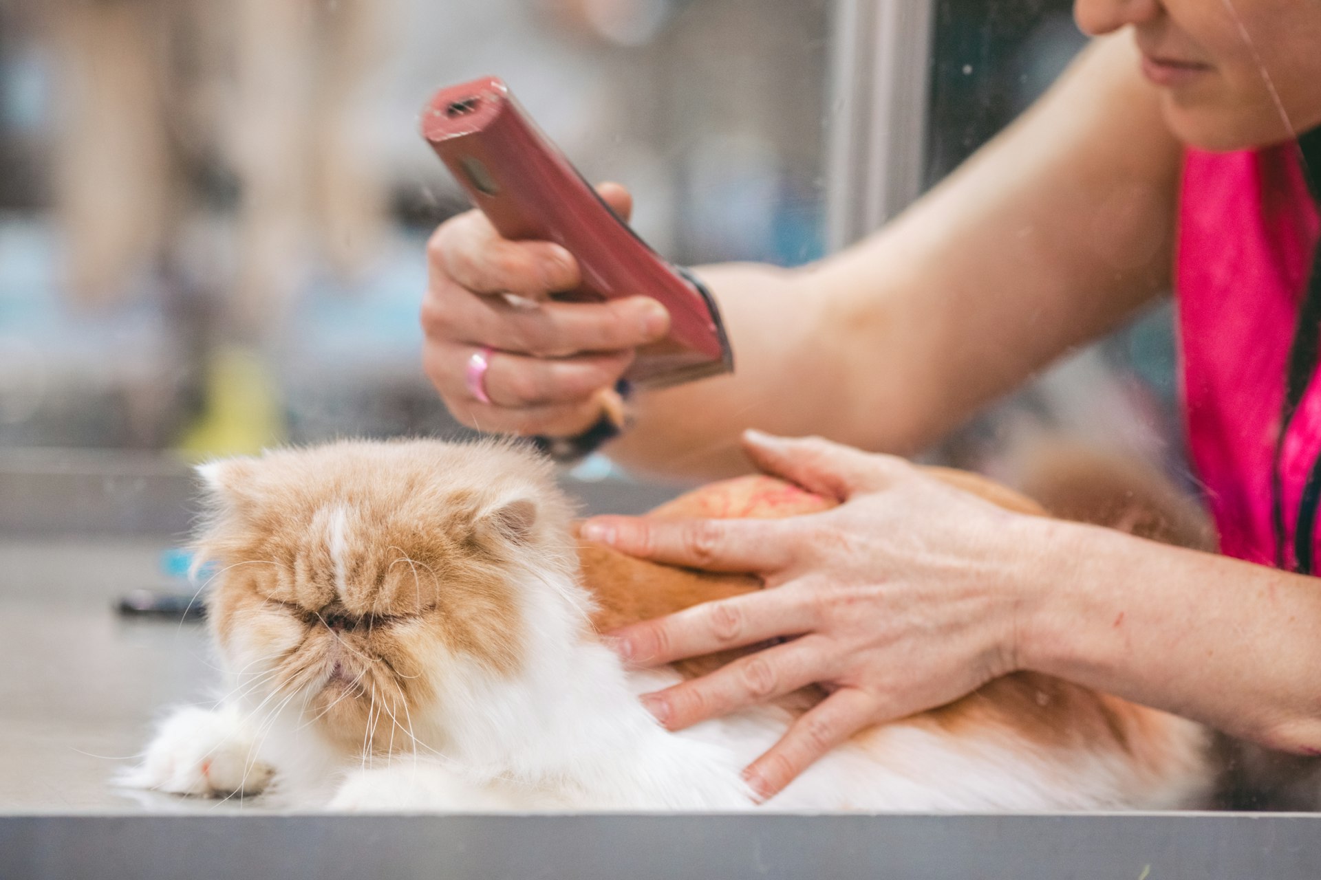 Routine Grooming for Long-Haired Pets: Essential Care for Health and Happiness