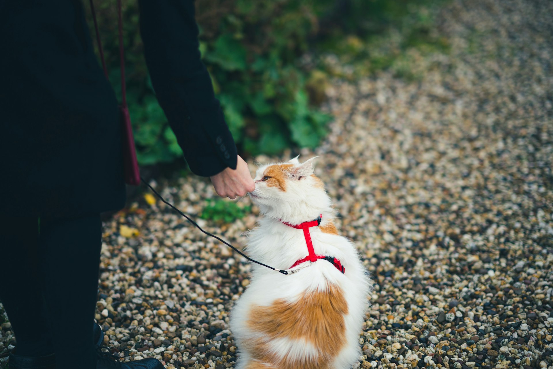 How Daily Bonding Rituals Deepen Your Relationship With Your Pet