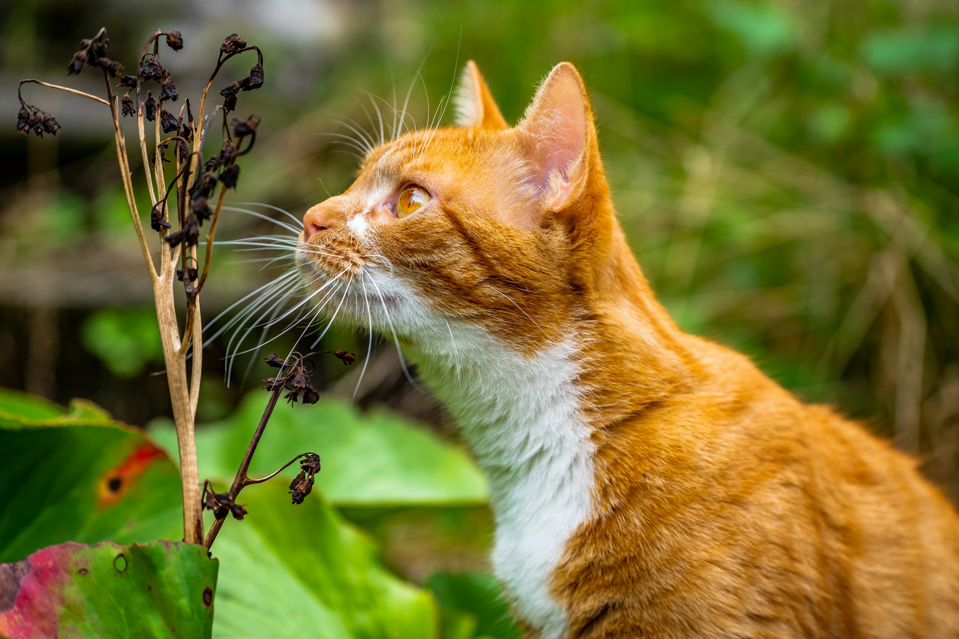 A Comprehensive Guide to Natural Remedies for Common Pet Allergies