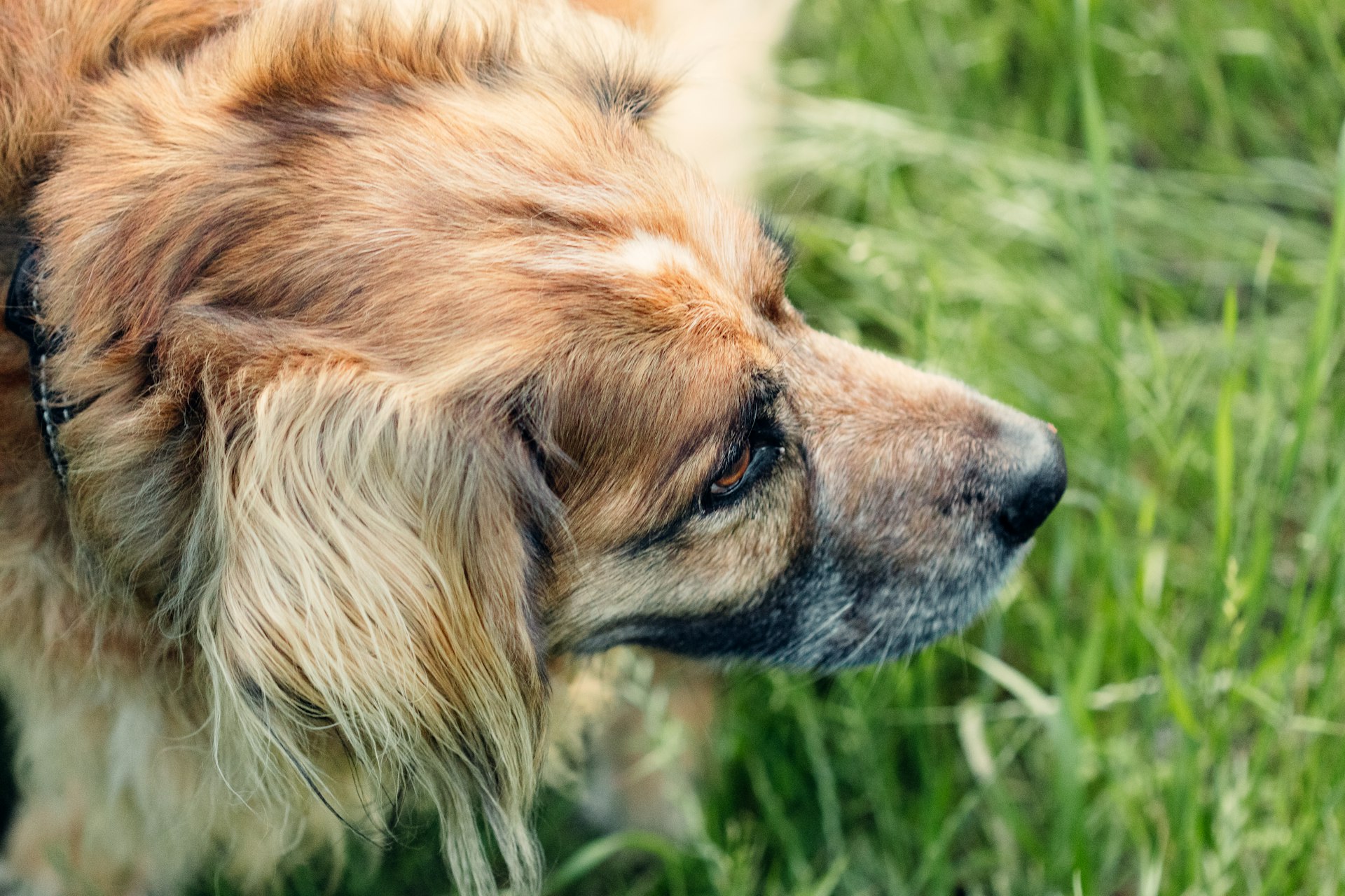 How Climate Change is Affecting Pet Health: Risks, Realities, and What You Can Do