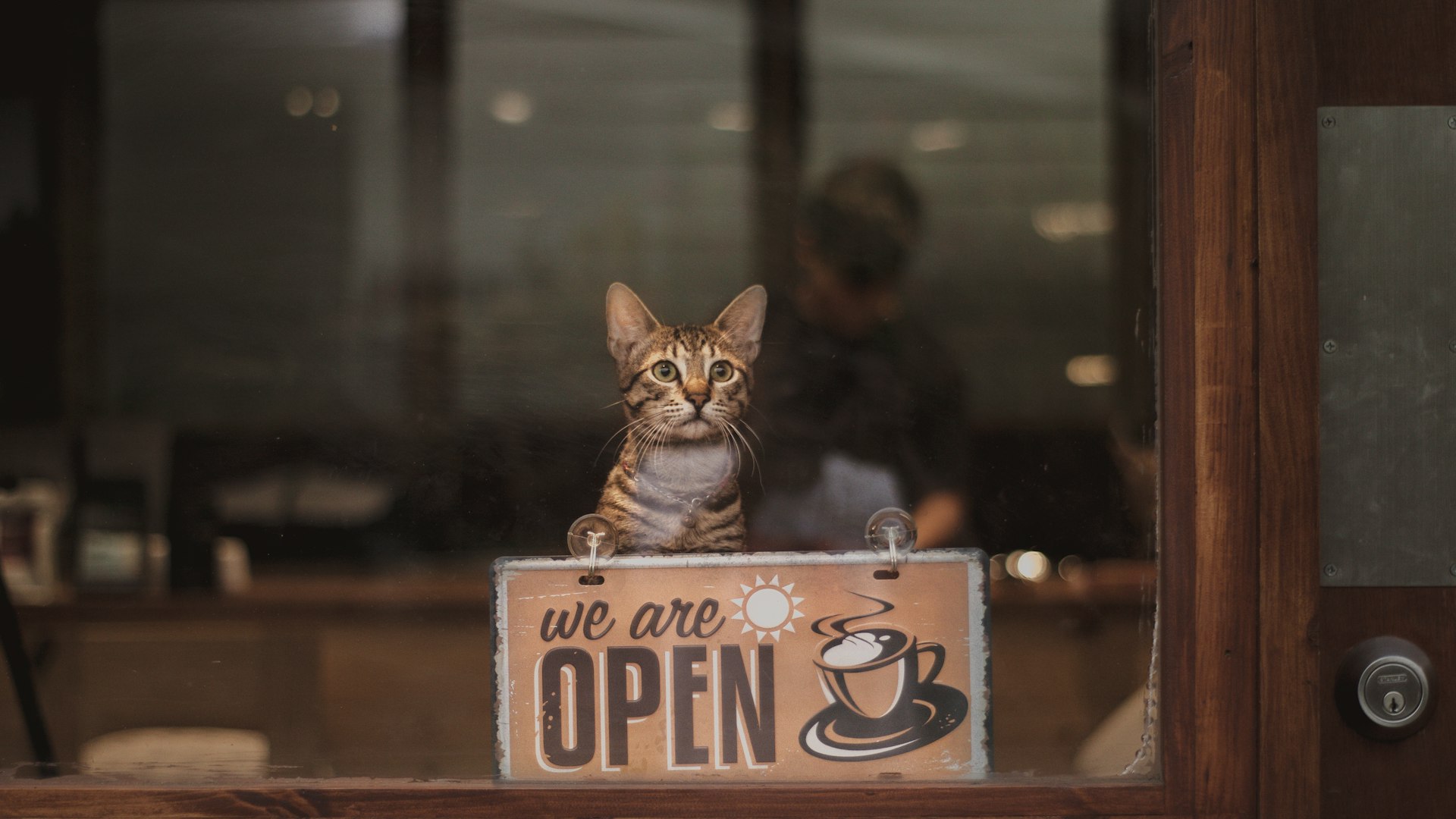 How Pet Cafes Build Social Community: More Than Coffee, Connection