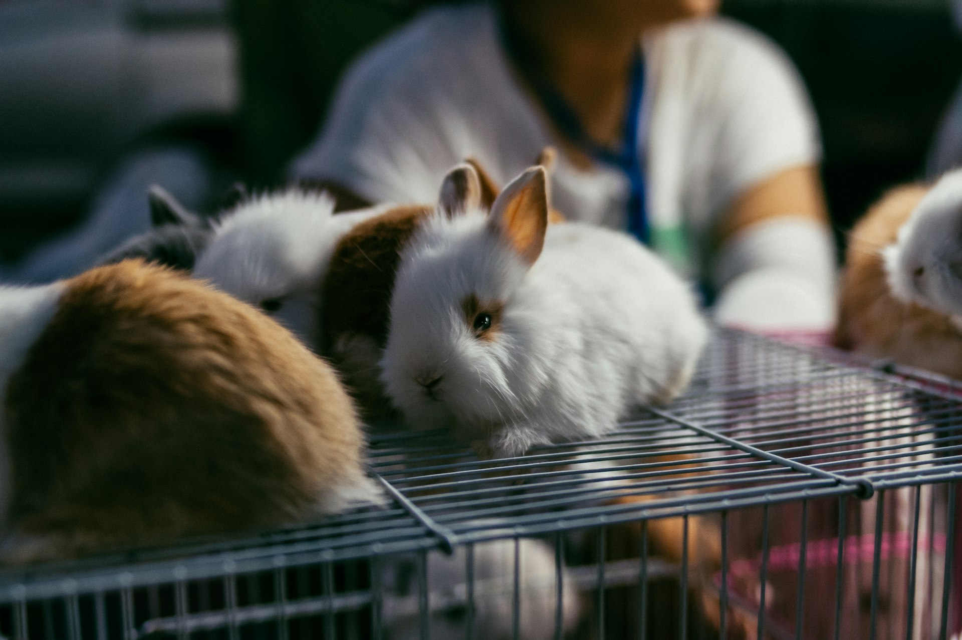 Are Rabbits Good Pets for Kids? A Practical Guide for Families
