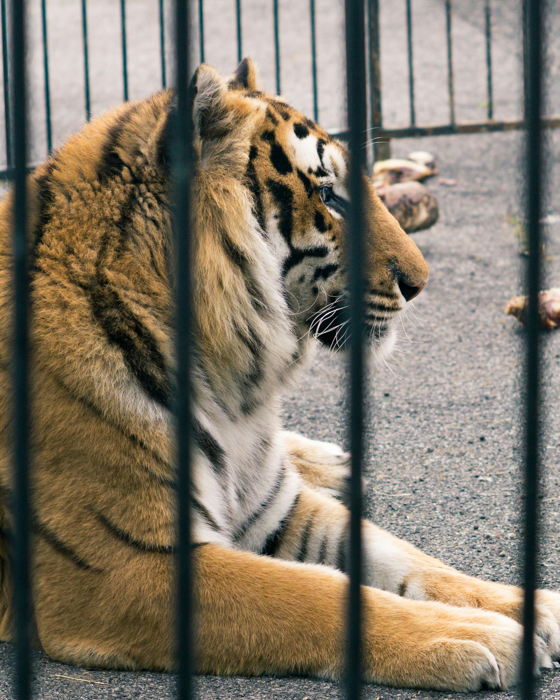 Exploring the Benefits and Realities of Keeping Exotic Animals as Pets