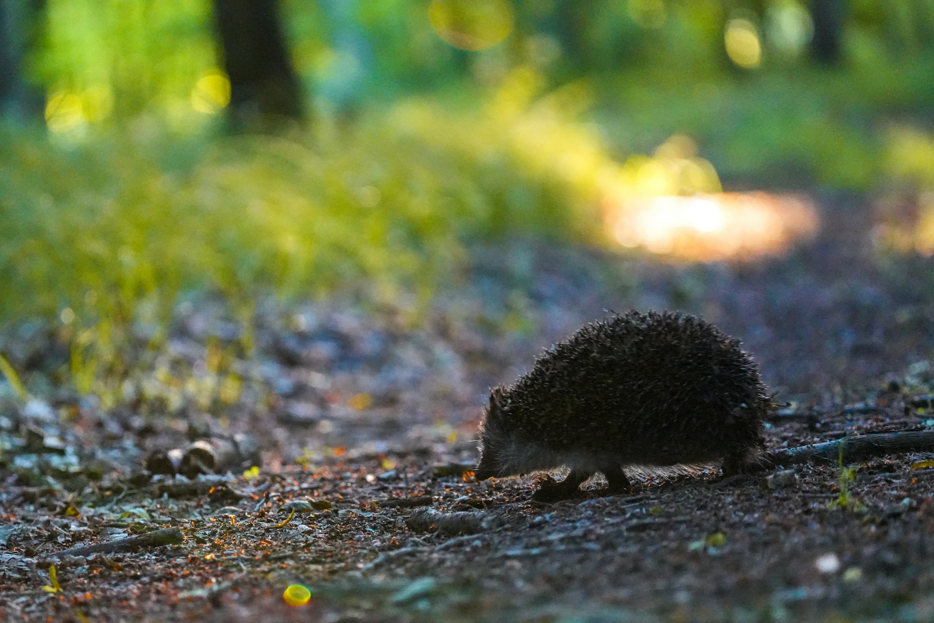 Should You Keep Moles as Pets? Risks, Realities, and Responsible Alternatives