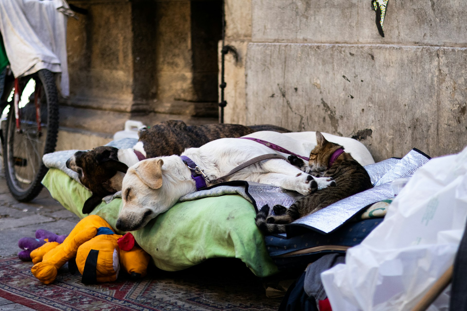Navigating Pet-Friendly Homeless Shelters: Policies, Access, and Support