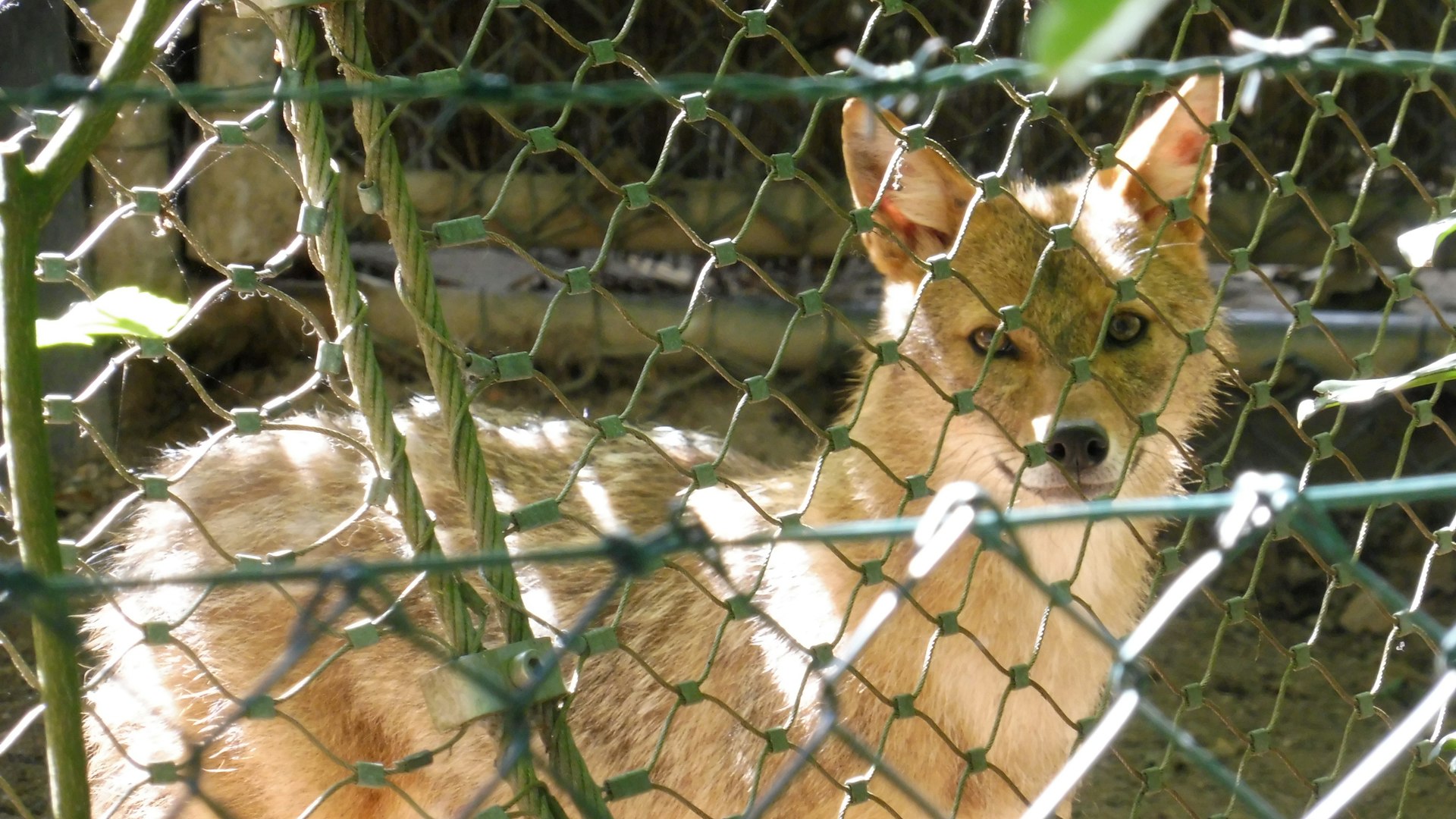 Are Border Collies Good Pets? An In-Depth Guide for Prospective Owners